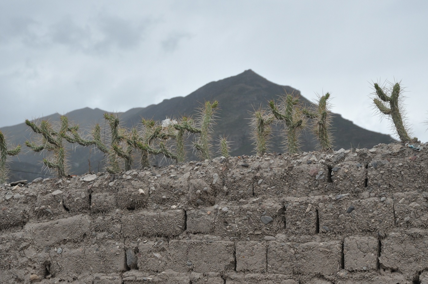 Изображение особи Austrocylindropuntia subulata.