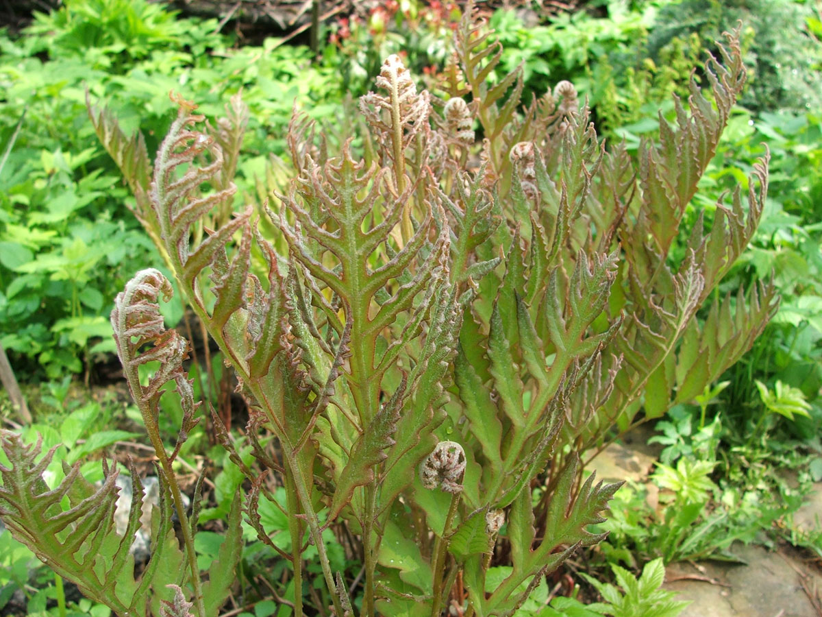 Image of Onoclea sensibilis specimen.