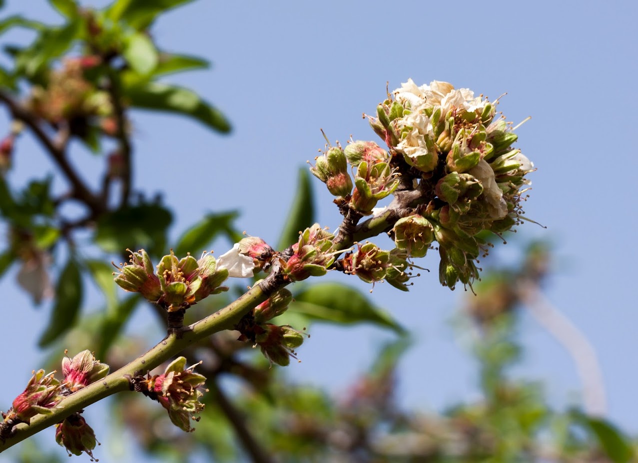 Изображение особи Amygdalus communis.