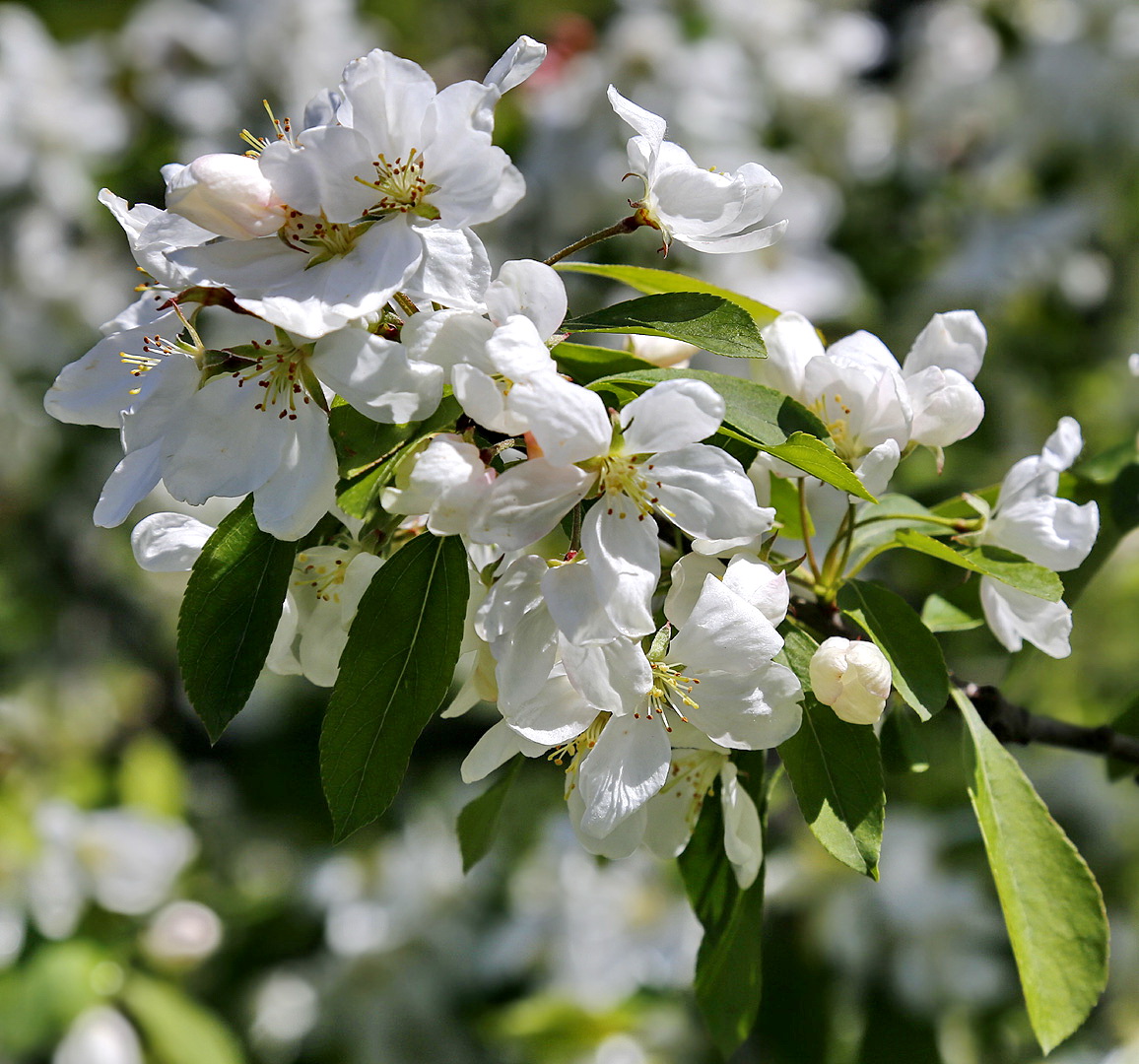 Изображение особи семейство Rosaceae.