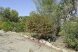 Eremophila alternifolia