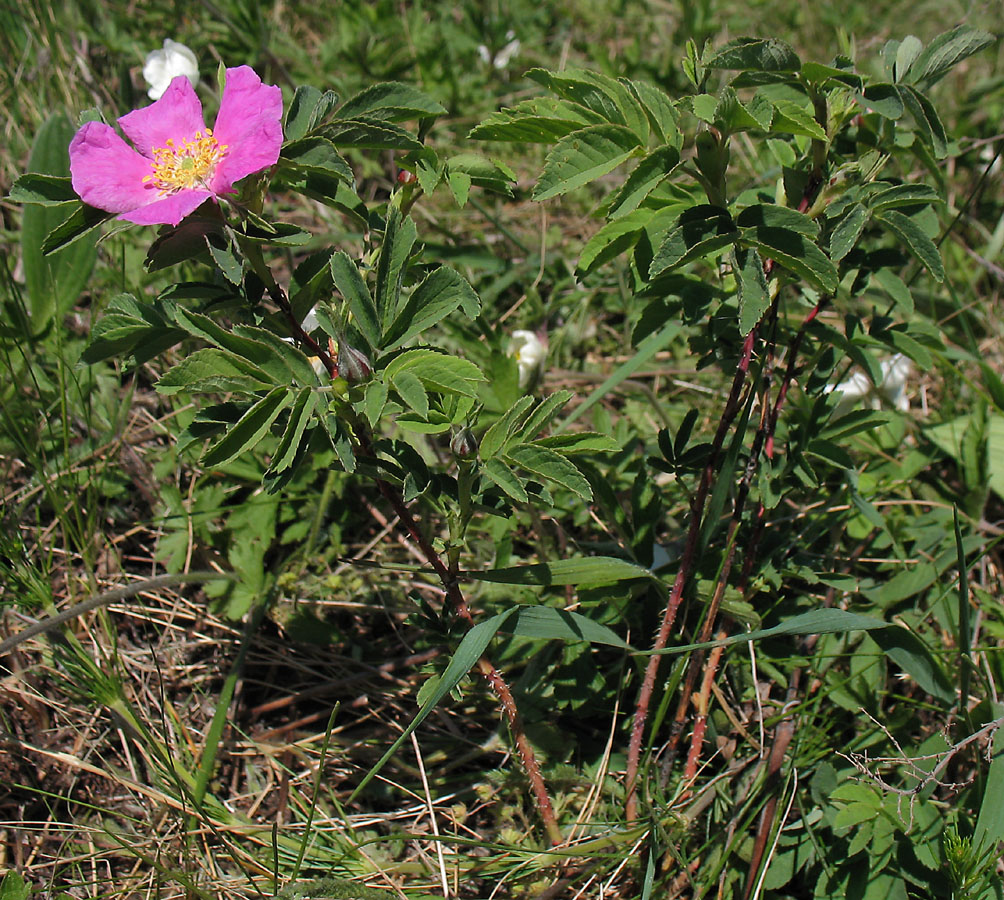 Изображение особи Rosa cinnamomea.