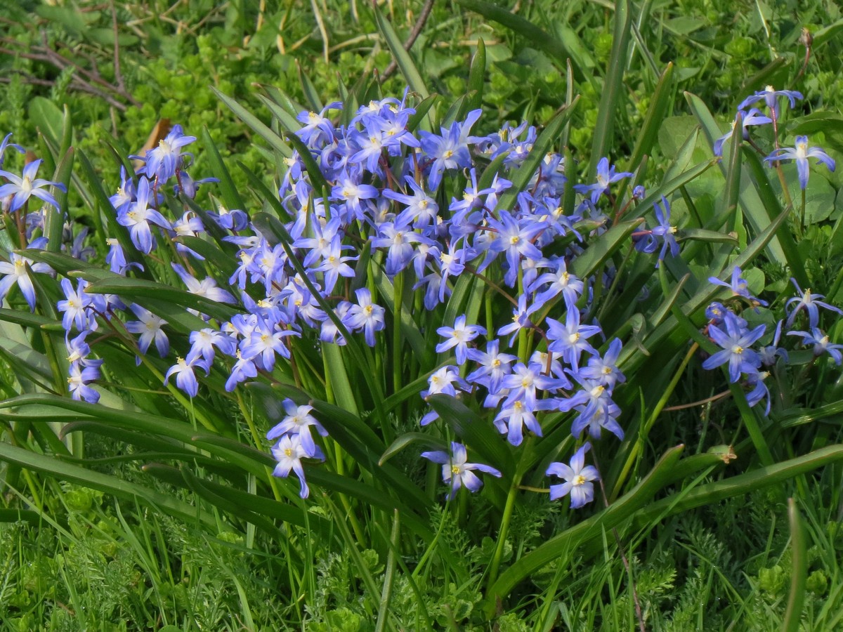 Image of Chionodoxa forbesii specimen.