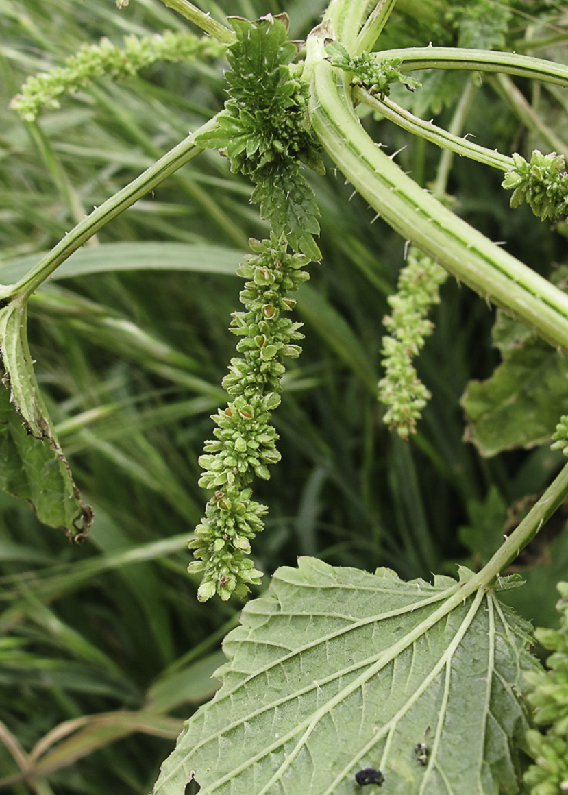 Image of Urtica membranacea specimen.