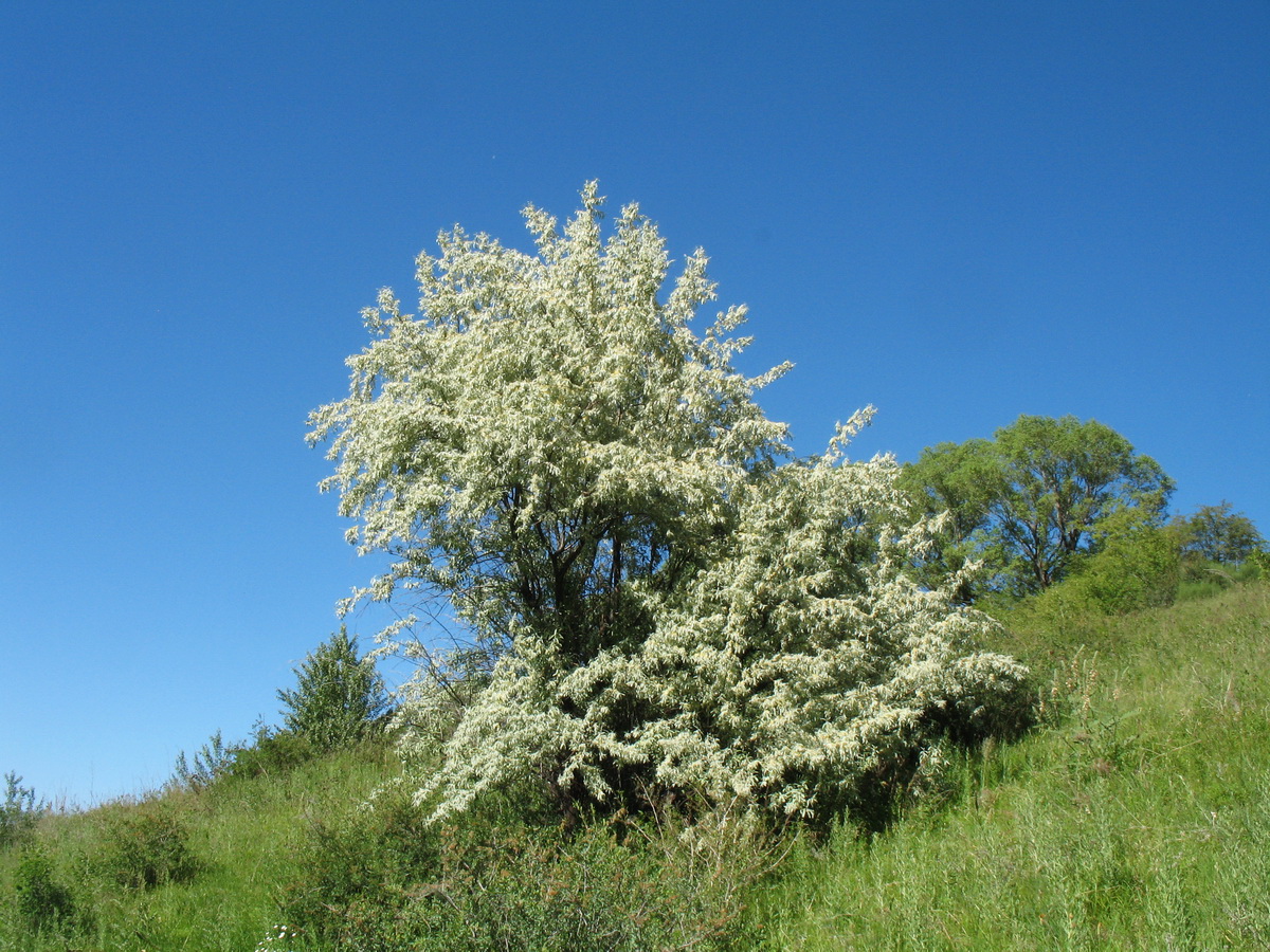 Image of Elaeagnus oxycarpa specimen.