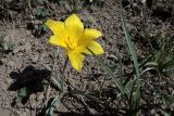 Tulipa tetraphylla. Цветущее растение. Кыргызстан, Иссык-Кульская обл., Северный Тянь-Шань, хр. Кюнгёй Ала-Тоо, ущ. Чон Ак-Суу (Григорьевское), чуть выше среднего озера, в начале тропы на пер. Кум-Бель, 2550 м н.у.м., высокогорная степь. 11.05.2018.