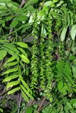 Pterocarya × rehderiana. Часть побегов с незрелыми соплодиями. Узбекистан, г. Ташкент, Ботанический сад им. Ф.Н. Русанова. 09.06.2018.