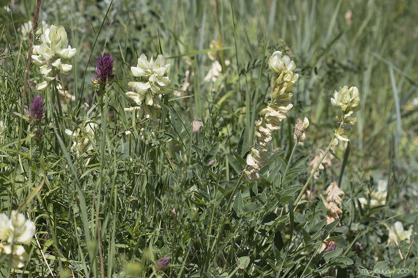 Image of Hedysarum grandiflorum specimen.