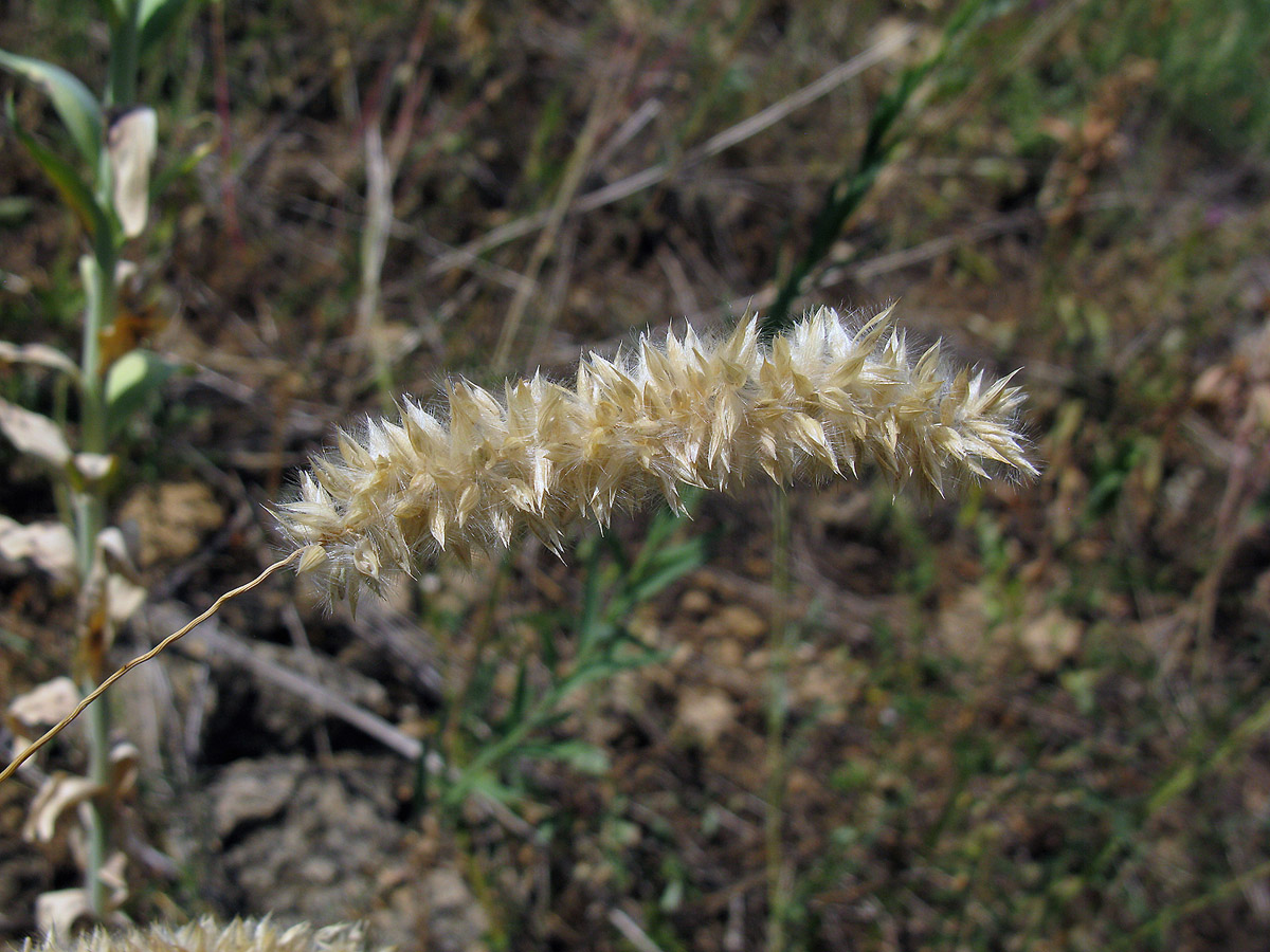 Image of Melica transsilvanica specimen.