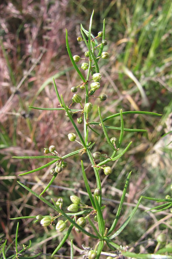 Изображение особи Asparagus verticillatus.