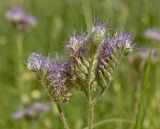 Phacelia tanacetifolia. Завязавшееся соплодие. Пермь, Свердловский р-н, на сильно заросшем газоне около жилого дома. 5 июля 2018 г.