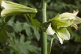 Cardiocrinum cordatum