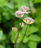 Astrantia colchica. Верхушка цветущего растения. Москва, Воробьёвы горы, Ботанический сад МГУ, в культуре (происхождение: Западная Грузия, гора Мигариа). 23.07.2018.