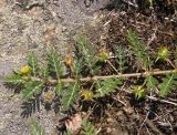 Tribulus terrestris