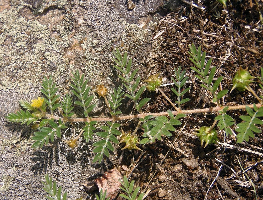 Изображение особи Tribulus terrestris.