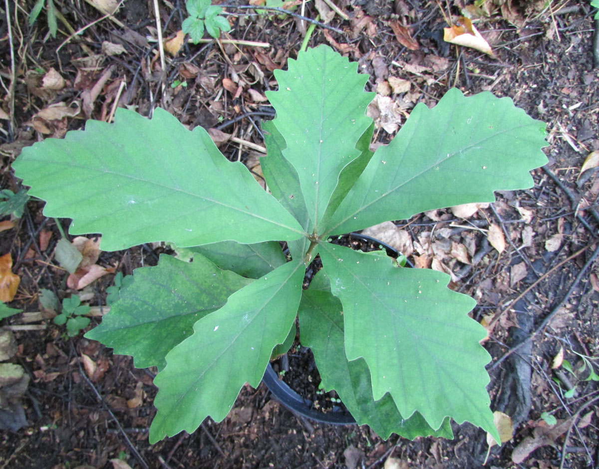 Изображение особи Quercus michauxii.