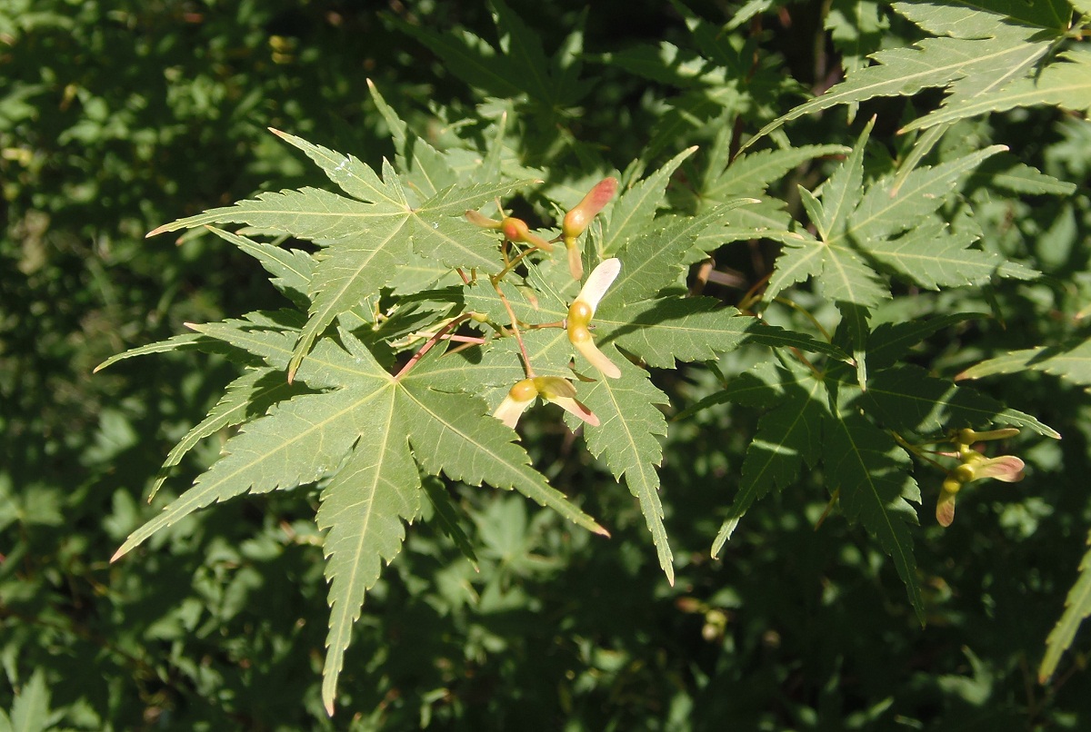 Изображение особи Acer palmatum.