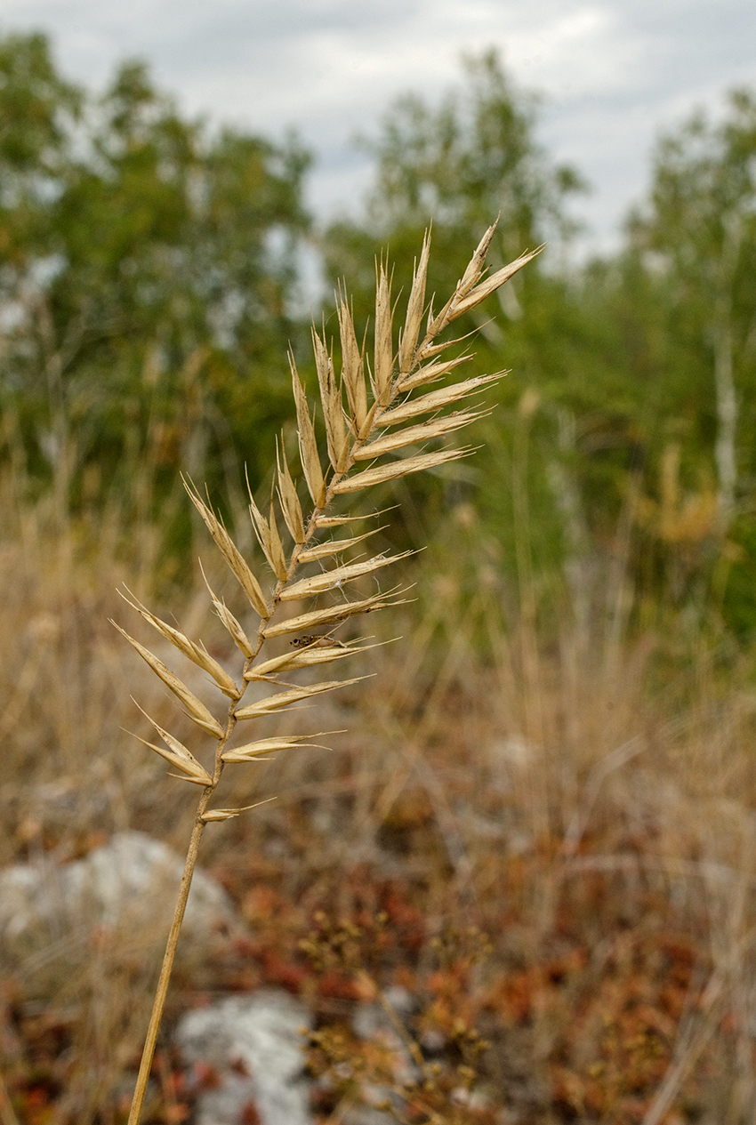 Изображение особи Agropyron pectinatum.