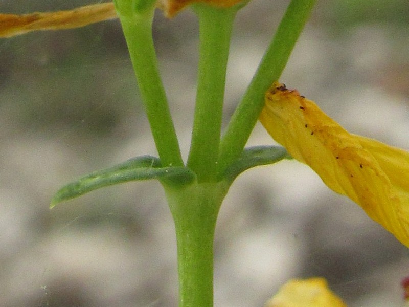 Изображение особи Hypericum elongatum.
