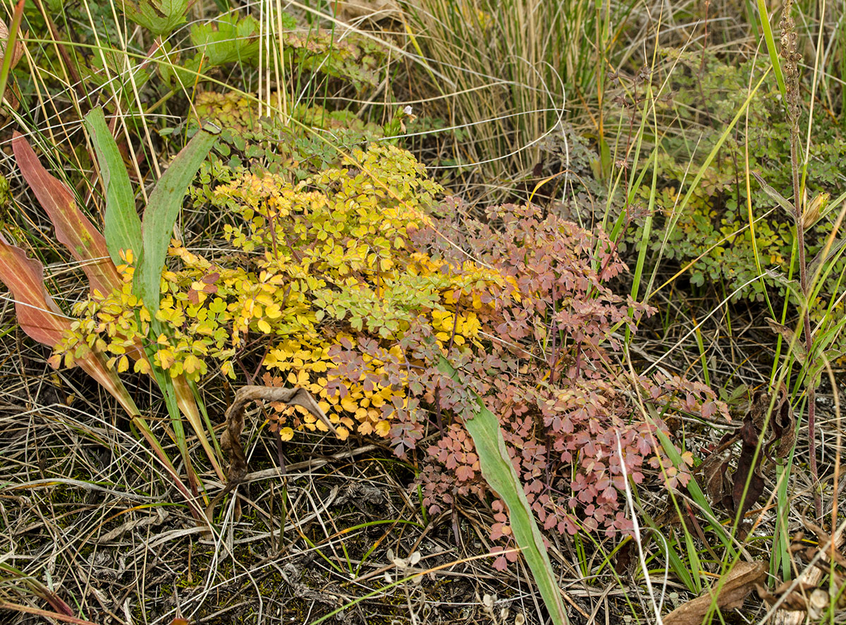 Изображение особи род Thalictrum.