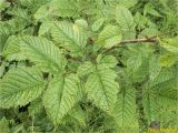 Aruncus sylvestris