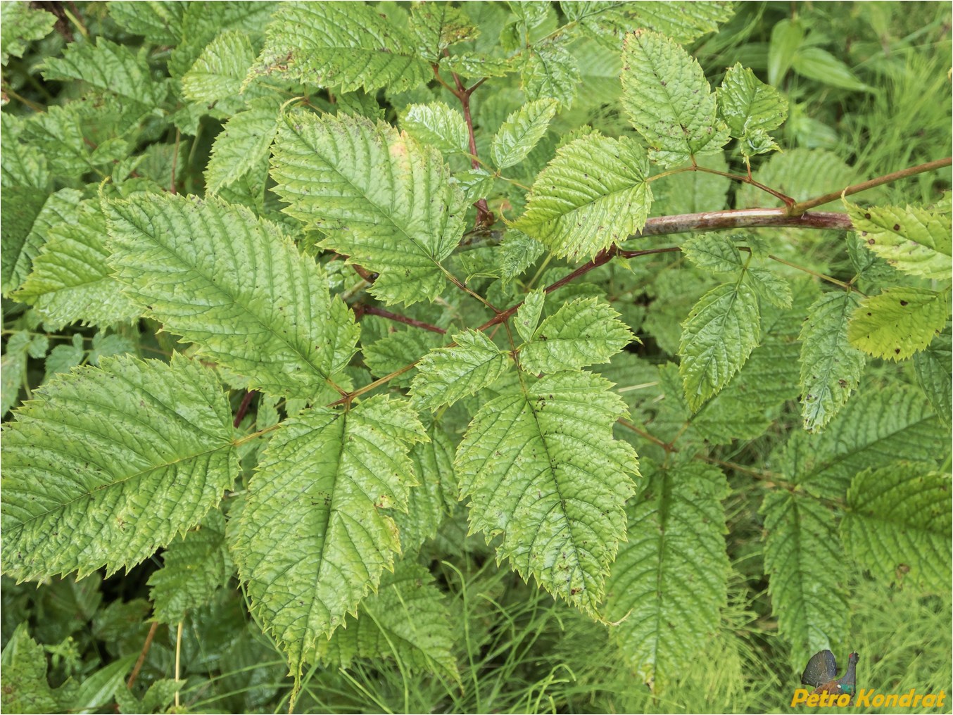 Изображение особи Aruncus sylvestris.