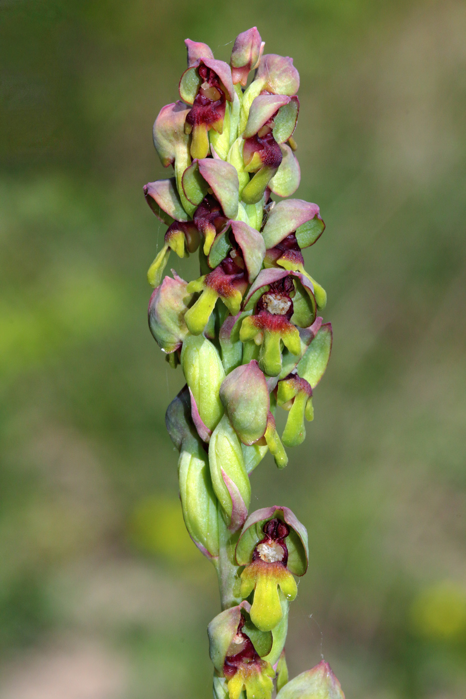 Image of Steveniella satyrioides specimen.