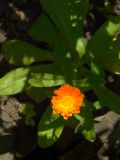 Calendula officinalis