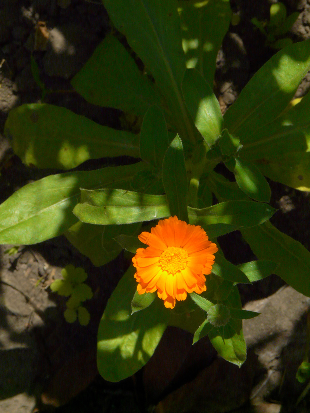 Image of Calendula officinalis specimen.