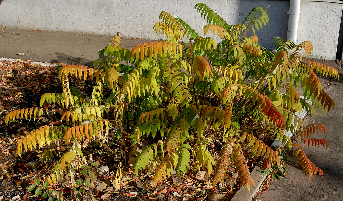 Изображение особи Rhus typhina.