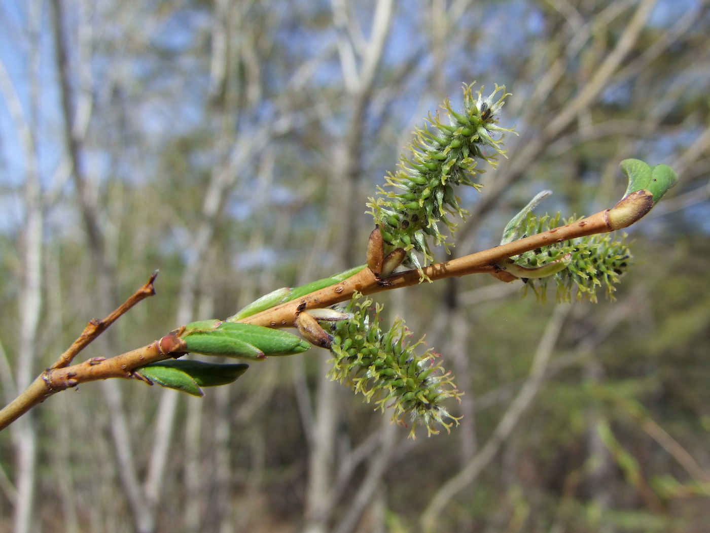 Изображение особи Salix udensis.