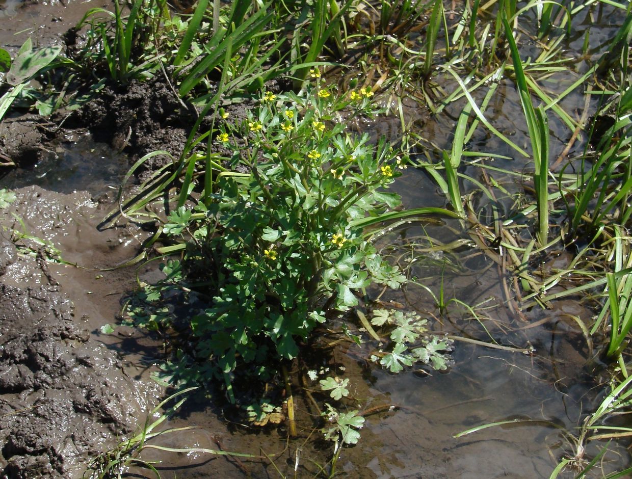 Изображение особи Ranunculus sceleratus.