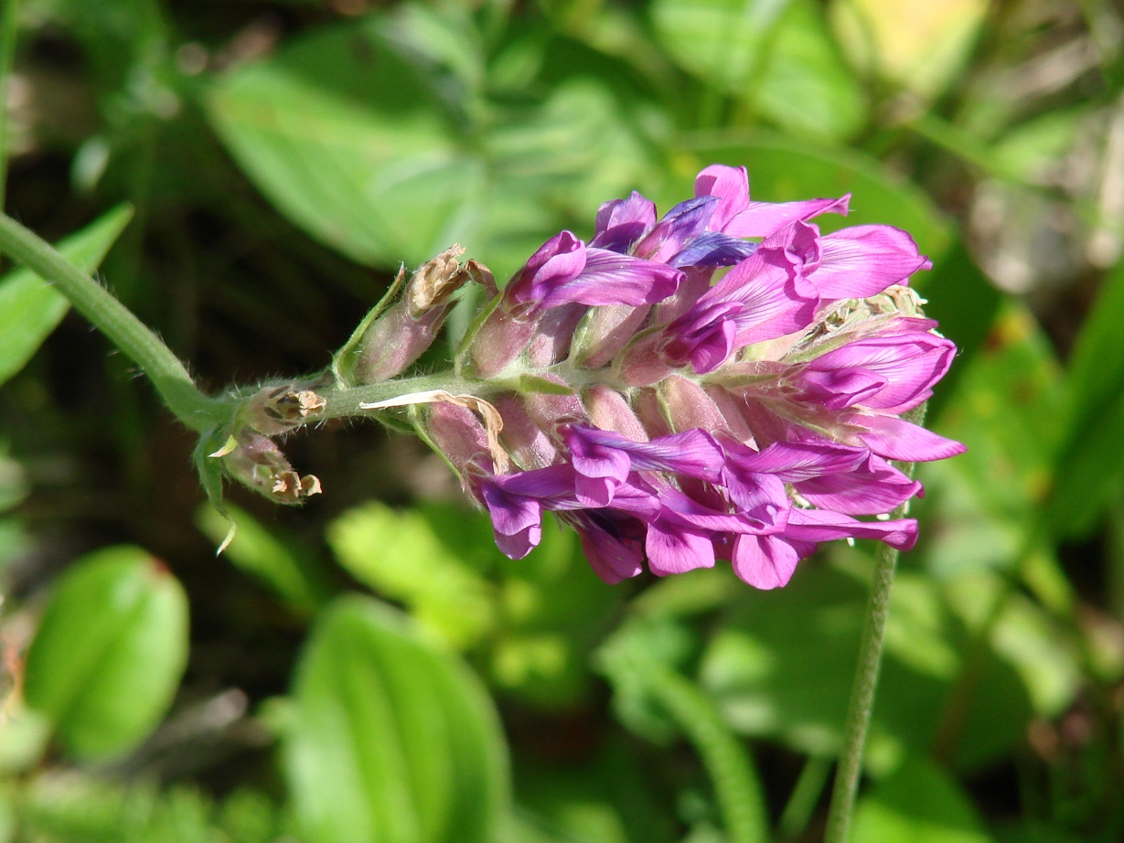 Изображение особи Oxytropis strobilacea.