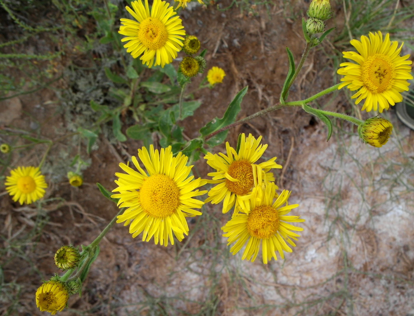 Изображение особи Inula caspica.