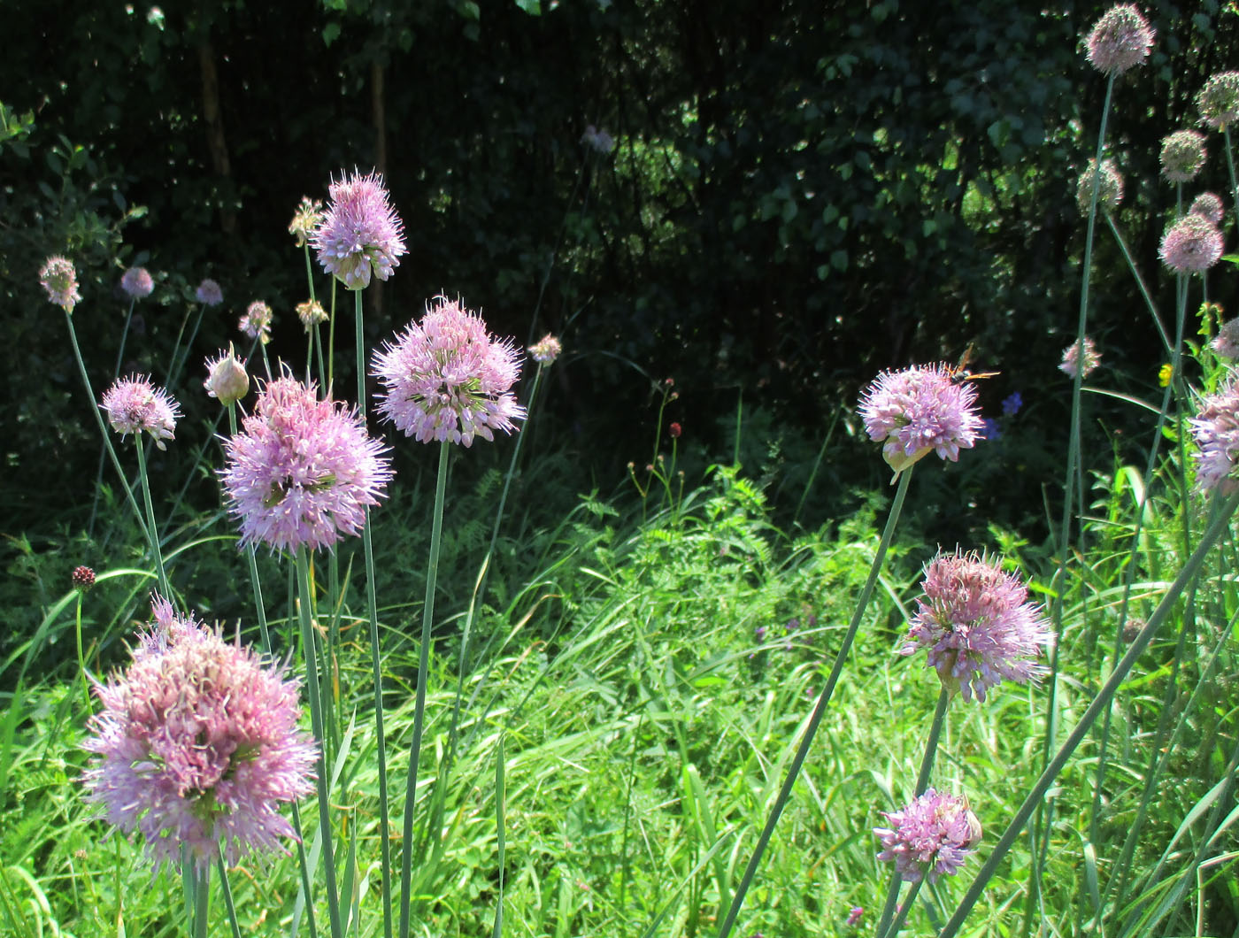 Image of Allium hymenorhizum specimen.