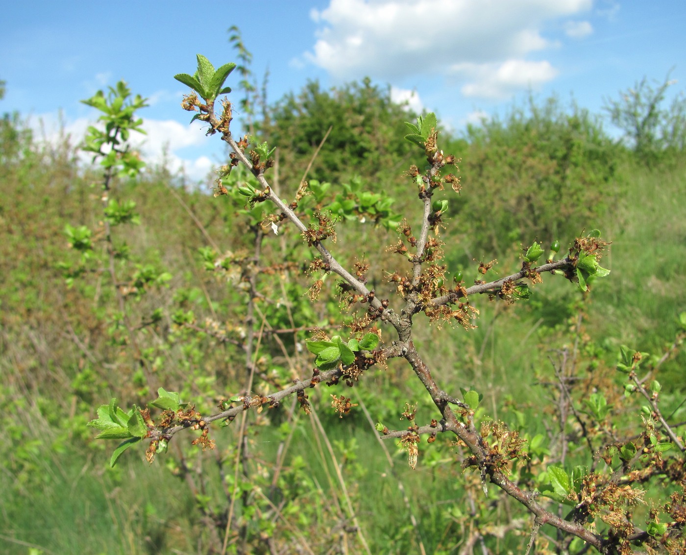 Image of Prunus spinosa specimen.