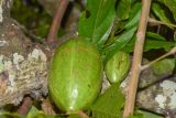 Theobroma cacao. Части листьев и созревающие плоды. Танзания, автономия Занзибар, о-в Унгуджа, Urban/West Region, ферма специй \"Tangavizi\". 27.10.2018.