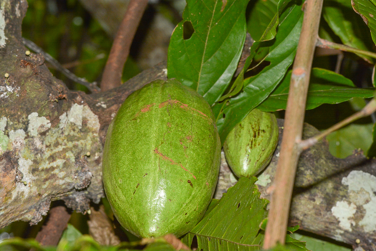 Изображение особи Theobroma cacao.