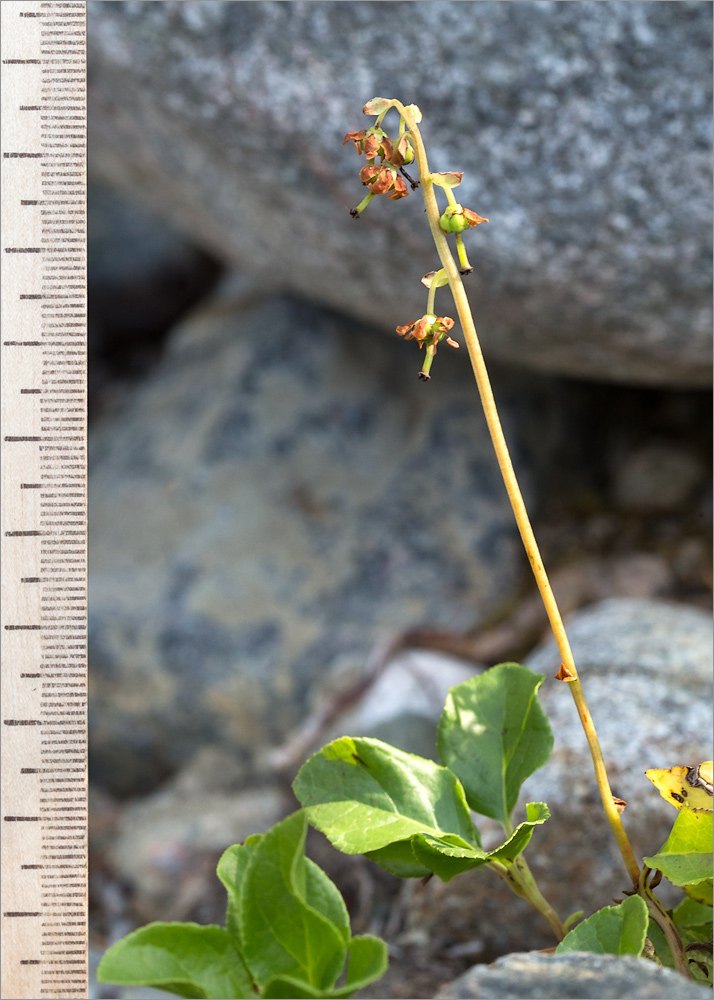 Image of Orthilia secunda specimen.