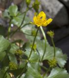 Caltha palustris. Верхушка побега с цветком с сидящей мухой и незрелыми плодами. Костромская обл., Судиславский р-н, окр. дер. Антипино, пойма р. Кохталка. 25.05.2018.