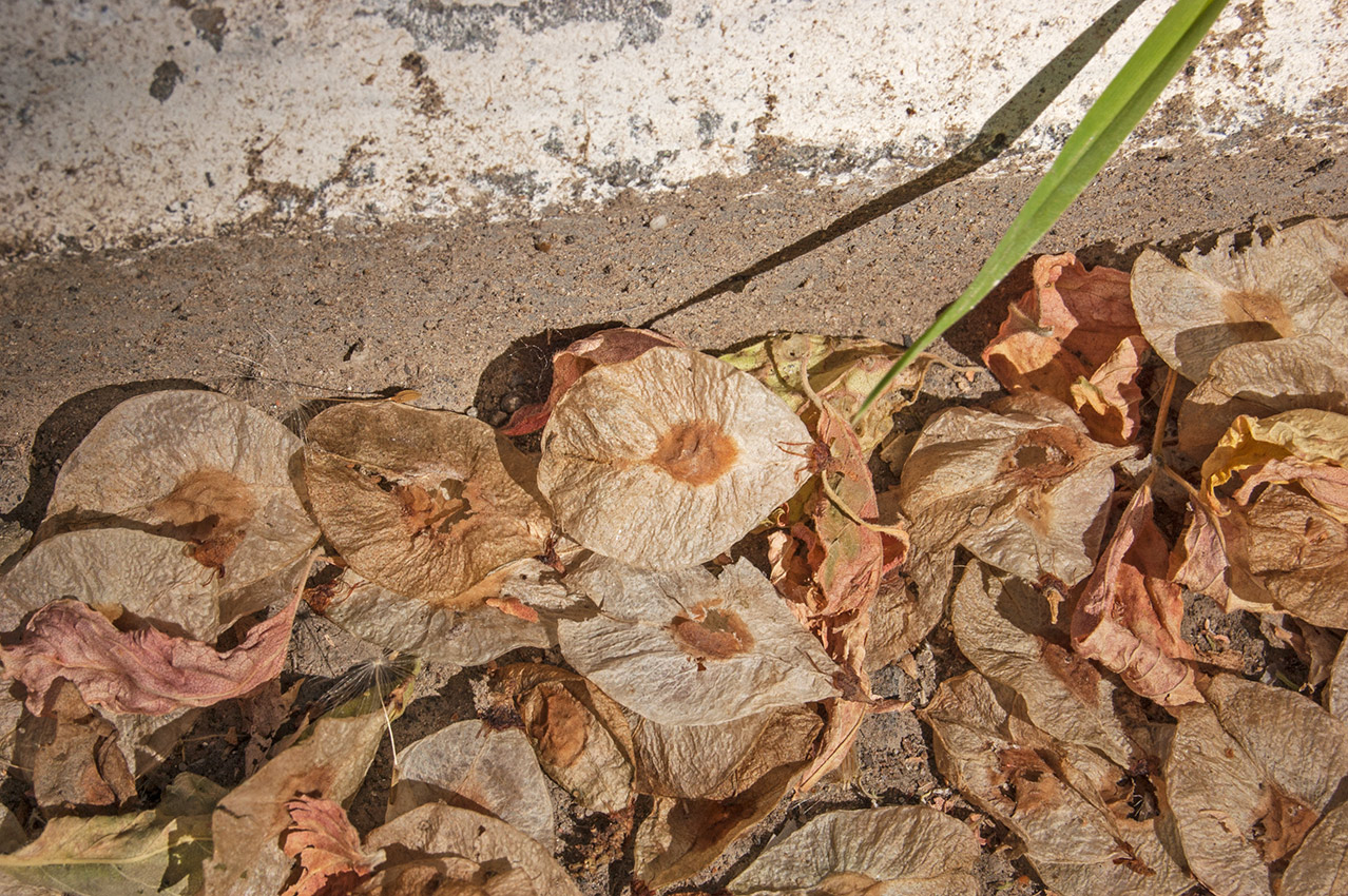 Image of Ulmus glabra specimen.