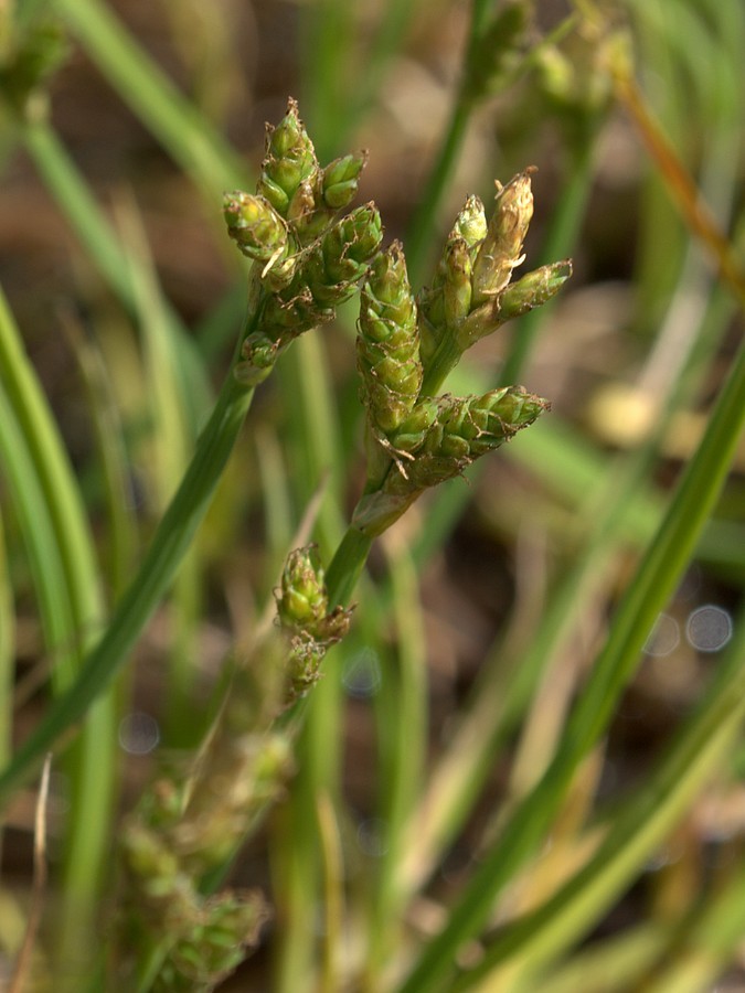 Изображение особи Carex mackenziei.