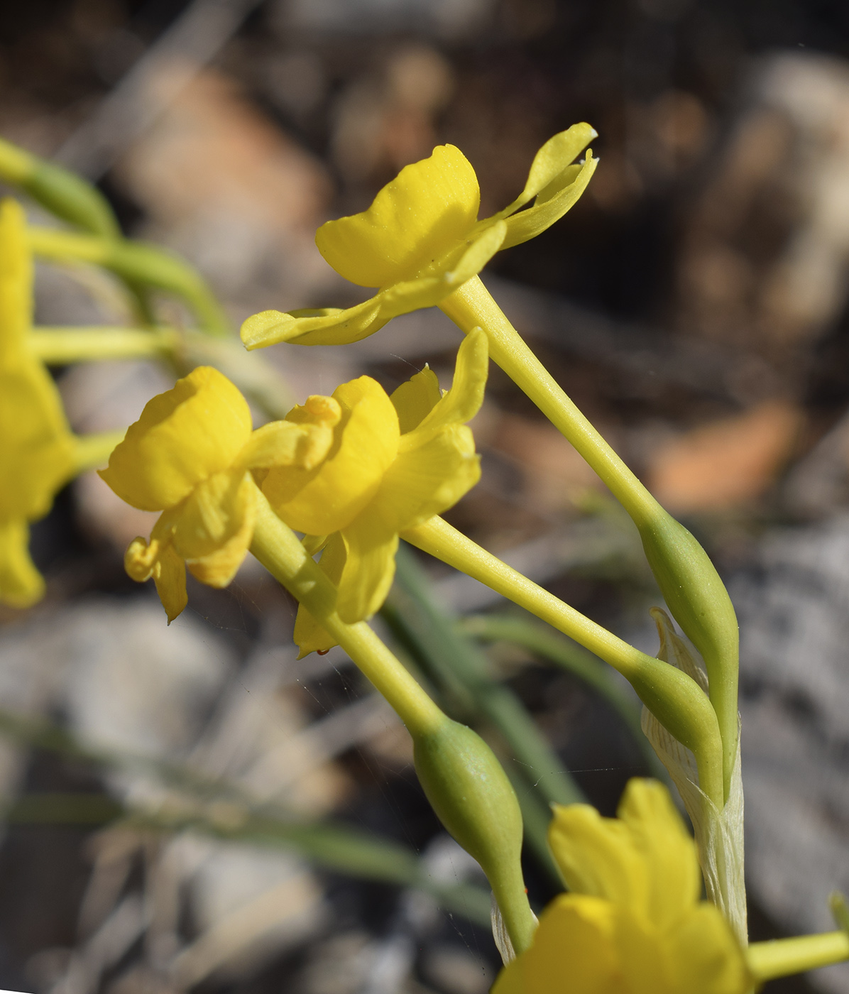 Image of Narcissus assoanus specimen.