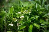 genus Helleborus
