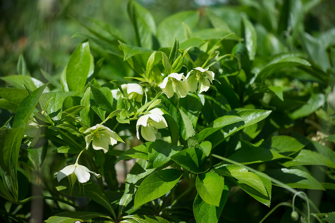 Image of genus Helleborus specimen.