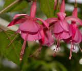 род Fuchsia