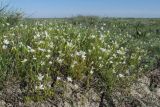 Dichodon viscidum. Цветущие растения. Крым, Советский р-н, 8 км к северу от пос. Дмитровка, побережье залива Сиваш на границе заказника \"Присивашский\", галофитный луг. 21 апреля 2019 г.