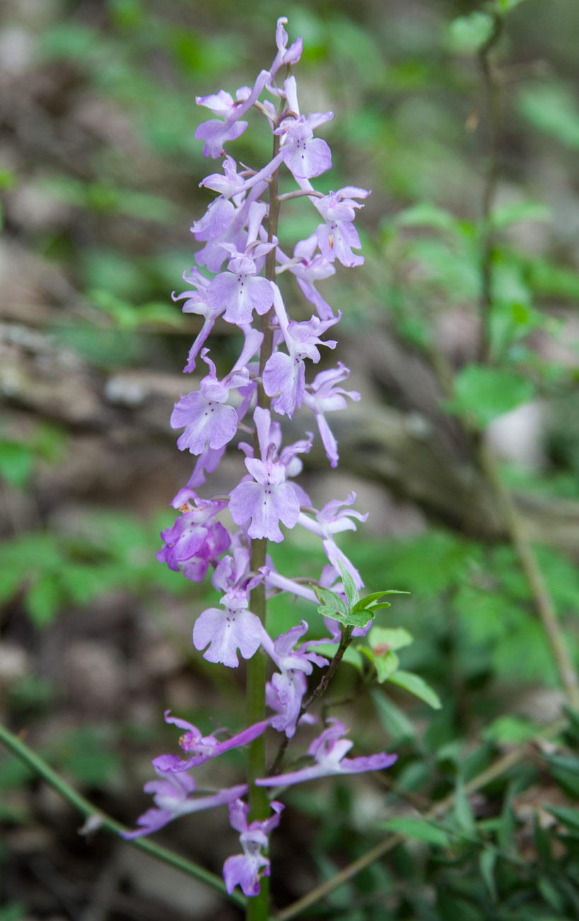 Изображение особи Orchis mascula.