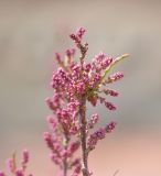 genus Tamarix. Верхушка побега с соцветиями. Турция, ил Ыгдыр, глиняный берег огромной образовавшейся после таяния снега лужи. 18.04.2018.