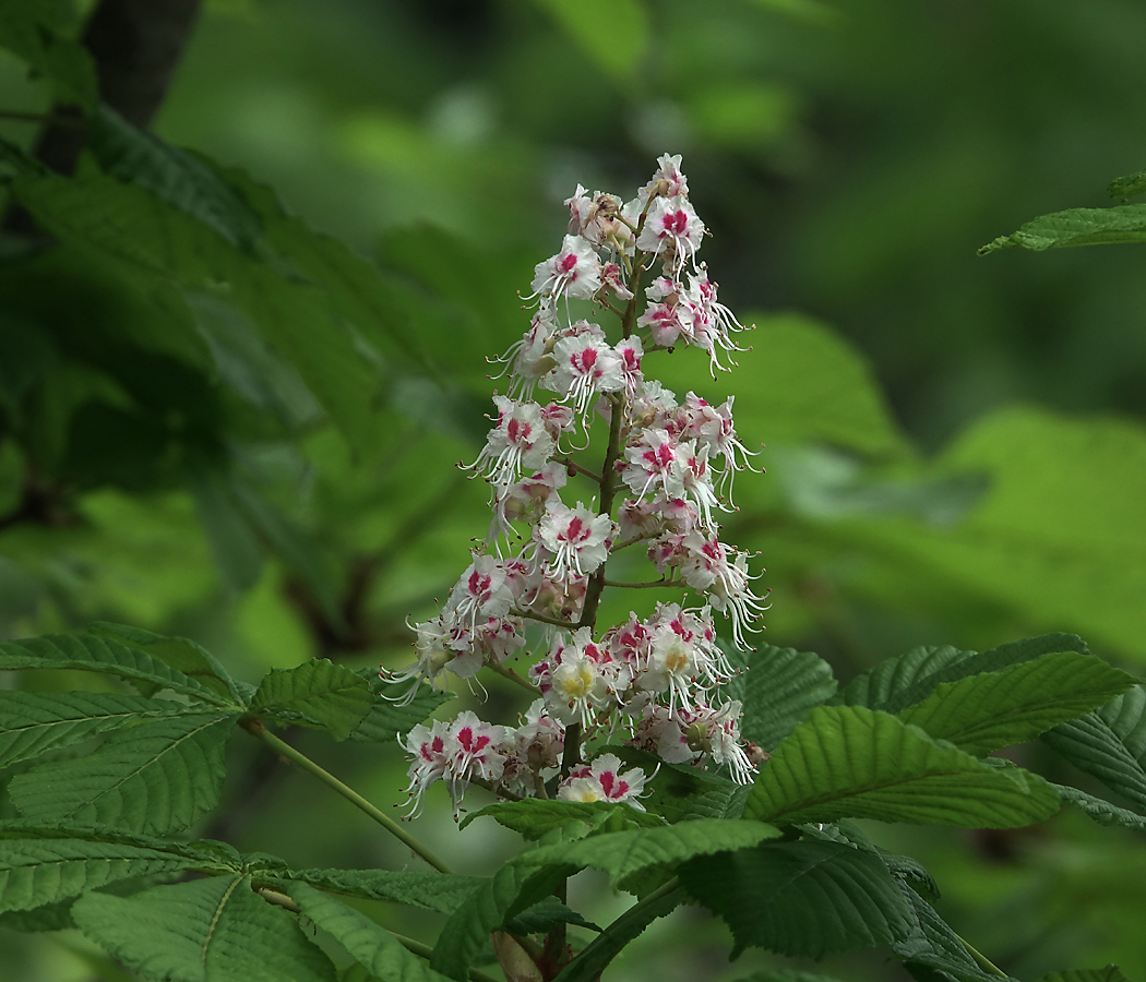 Изображение особи Aesculus hippocastanum.